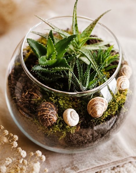 Mini-Terrarium mit Sukkulenten selber machen