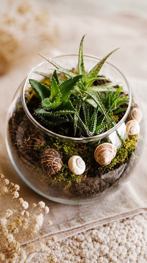 Mini-Terrarium mit Sukkulenten selber machen